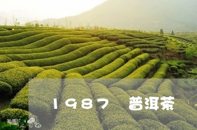 1987 普洱茶/2023041223958